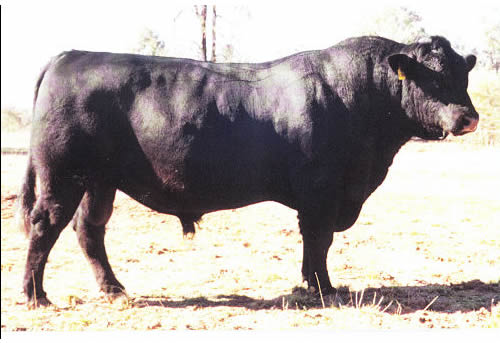 Raff Angus sire